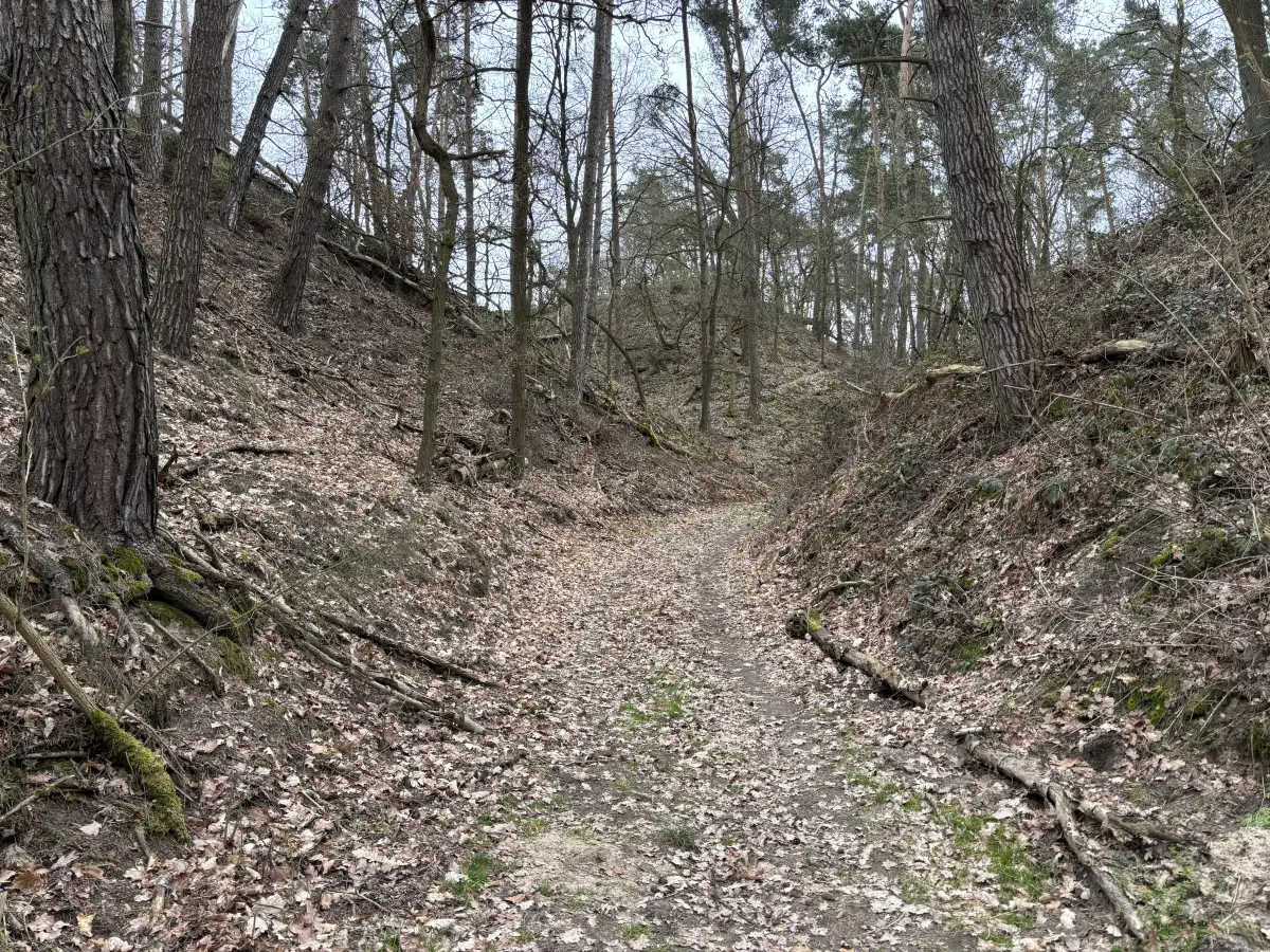 Bewaldetes Kerbtal mit steilen Hängen im Hohen Fläming, ein sogenannter Rummel